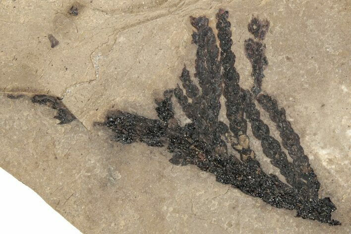 Conifer (Chamaecyparis?) Fossil - McAbee, BC #271349